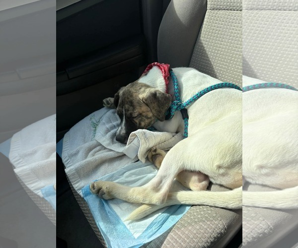 Medium Photo #5 Labrador Retriever-Unknown Mix Puppy For Sale in Holly Springs, NC, USA