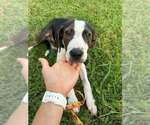 Small #1 Beagle Mix