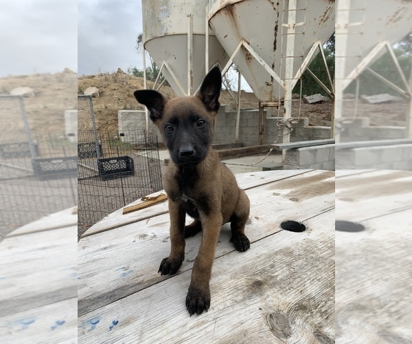 Medium Photo #6 Belgian Malinois Puppy For Sale in SPRING VALLEY, CA, USA