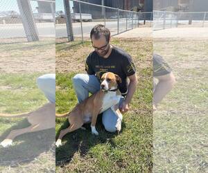 Johnny - FOSTER OR ADOPT ME!! - Male Boxer-Unknown Mix Dog for Adoption - Photo #5