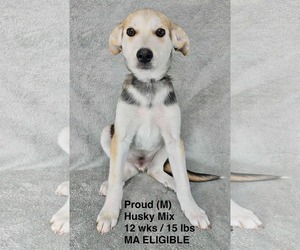 PROUD - Male Siberian Husky-Unknown Mix Dog for Adoption - Photo #9