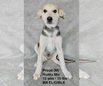 Small #8 Siberian Husky Mix