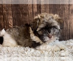 Small #4 Havanese
