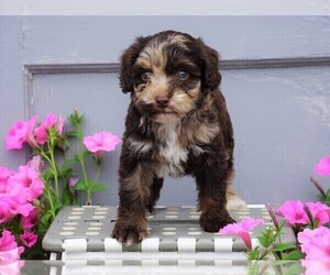 Aussiedoodle-Poodle (Miniature) Mix Puppy for sale in FREDERICKSBG, OH, USA