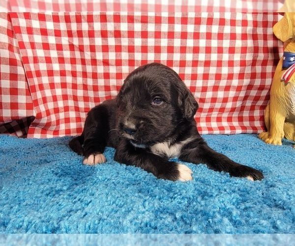 Medium Photo #1 Golden Mountain Dog Puppy For Sale in BLACK FOREST, CO, USA