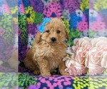Small Photo #2 Goldendoodle (Miniature) Puppy For Sale in RISING SUN, MD, USA