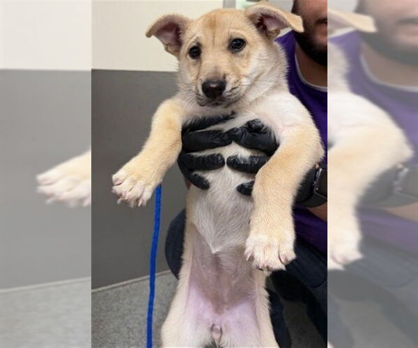 Medium Photo #1 German Shepherd Dog-Unknown Mix Puppy For Sale in Pasadena, TX, USA
