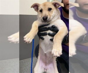 German Shepherd Dog-Unknown Mix Dogs for adoption in Pasadena, TX, USA