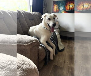 Ruben - Male Great Pyrenees-white german shepherd Mix Dog for Adoption - Photo #5