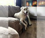 Small Photo #5 Great Pyrenees-white german shepherd Mix Puppy For Sale in Euless, TX, USA