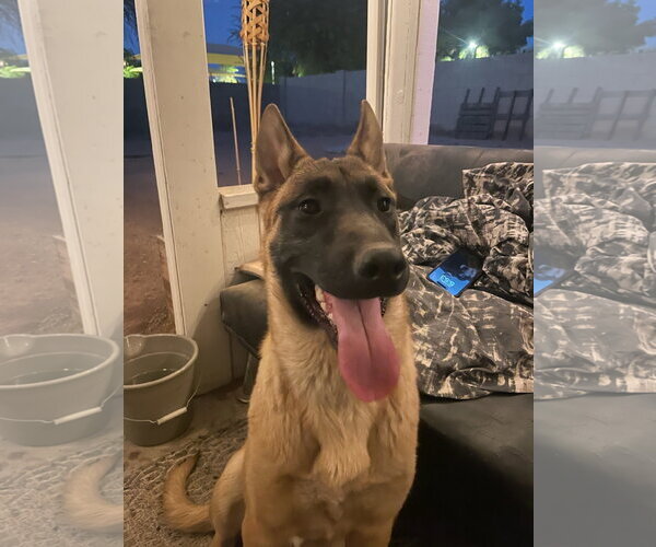 Medium Photo #5 Mutt Puppy For Sale in Chandler, AZ, USA