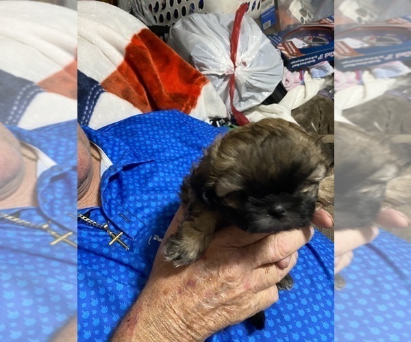 Medium Photo #5 Shih Tzu Puppy For Sale in PERRY, OH, USA