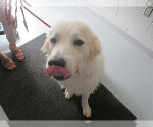 Great Pyrenees Dogs for adoption in Ocala, FL, USA