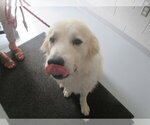 Small Great Pyrenees