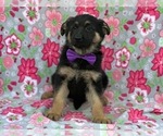 Small #1 German Shepherd Dog