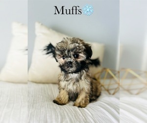 Mal-Shi Puppy for sale in MURFREESBORO, TN, USA