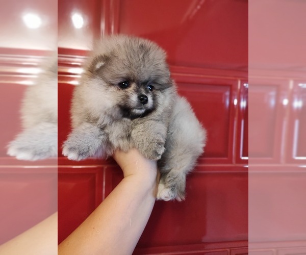 Medium Photo #3 Miniature Spitz Puppy For Sale in MIAMI, FL, USA