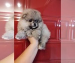 Small Photo #3 Miniature Spitz Puppy For Sale in MIAMI, FL, USA