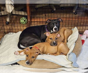 Mutt Dogs for adoption in Oakhurst, NJ, USA