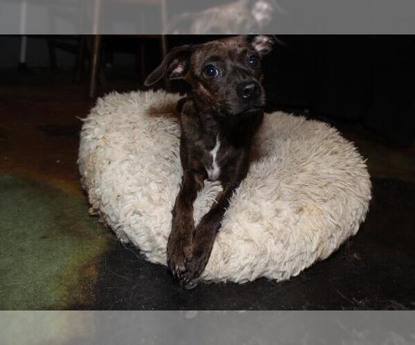 Medium Photo #7 Italian Greyhuahua Puppy For Sale in The Woodlands, TX, USA