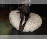Small #6 Italian Greyhuahua