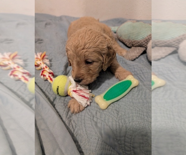 Medium Photo #14 Goldendoodle Puppy For Sale in ASHFORD, WA, USA