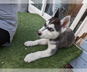 Alaskan Husky Puppy for sale in LAFAYETTE, CO, USA