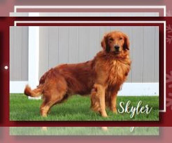 Medium Photo #1 Golden Retriever Puppy For Sale in LITITZ, PA, USA