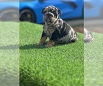 Small Photo #2 Bulldog Puppy For Sale in AUBURNDALE, FL, USA