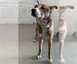 German Shepherd Dog-Unknown Mix Dogs for adoption in San Bernardino, CA, USA