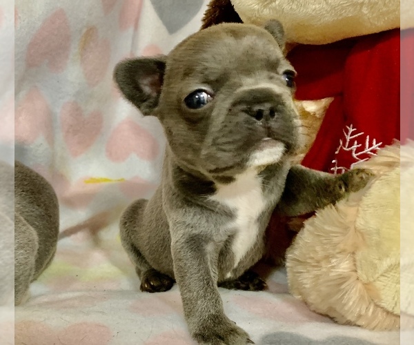 Medium Photo #5 French Bulldog Puppy For Sale in FREMONT, CA, USA