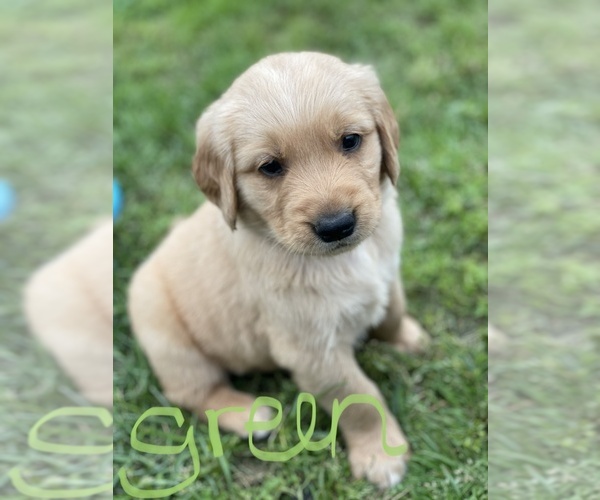 Medium Photo #2 Golden Retriever Puppy For Sale in WEBB CITY, MO, USA