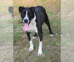 Small #1 Great Dane-Pointer Mix