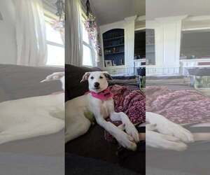 Great Pyrenees-Unknown Mix Dogs for adoption in pomfret, CT, USA