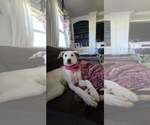 Small Photo #1  Puppy For Sale in , 