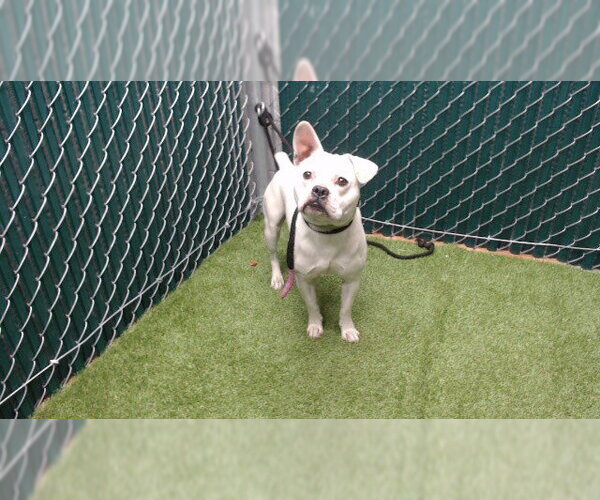 Medium Photo #1 French Bulldog-Unknown Mix Puppy For Sale in Downey, CA, USA