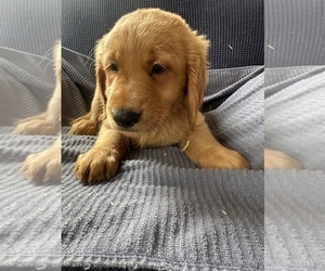 Golden Irish-Golden Retriever Mix Puppy for sale in SOUTH WATERFORD, ME, USA