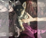 Puppy Angel Shiba Inu