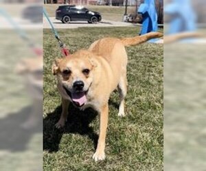 Bulldog-Unknown Mix Dogs for adoption in Oskaloosa, IA, USA