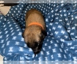Small Photo #172 Belgian Malinois Puppy For Sale in REESEVILLE, WI, USA