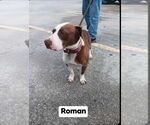 Small #8 American Staffordshire Terrier-Labrador Retriever Mix