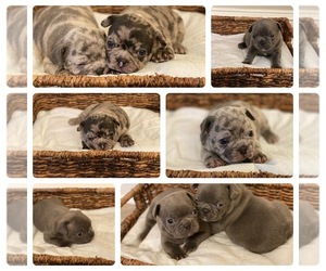 French Bulldog Puppy for Sale in AUBURN, Alabama USA