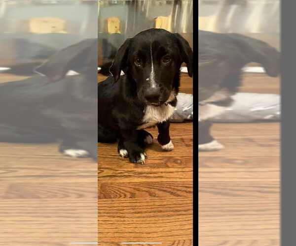 Medium Photo #2 Bassetdor Puppy For Sale in Aurora, IN, USA