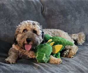 Cockapoo Dogs for adoption in Blacksburg, SC, USA
