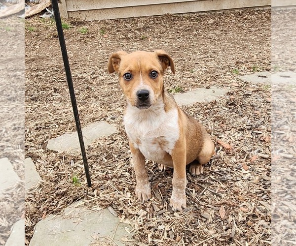 Medium Photo #2 Australian Shepherd-Unknown Mix Puppy For Sale in SHERBURNE, NY, USA