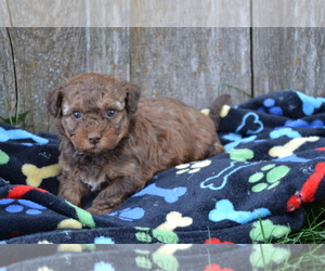 Medium Poodle (Miniature)