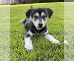 Small #9 German Shepherd Dog