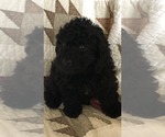 Puppy 4 Miniature Bernedoodle