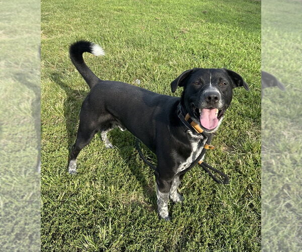 Medium Photo #12 Mutt Puppy For Sale in Evansville, IN, USA