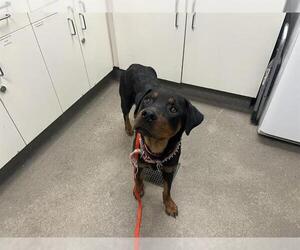 Rottweiler Dogs for adoption in HESPERIA, CA, USA